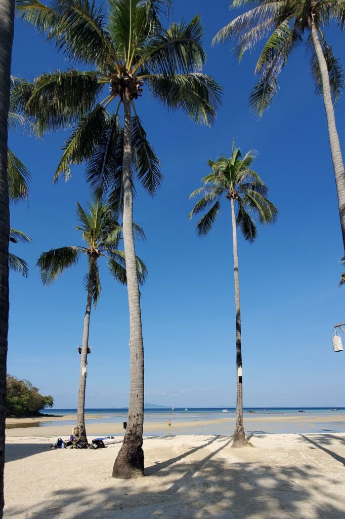 Palm trees in Loh Ba Kao Bay - Koh Phi Phi, Thailand Palm trees in Loh Ba Kao Bay - Koh Phi Phi, Thailand