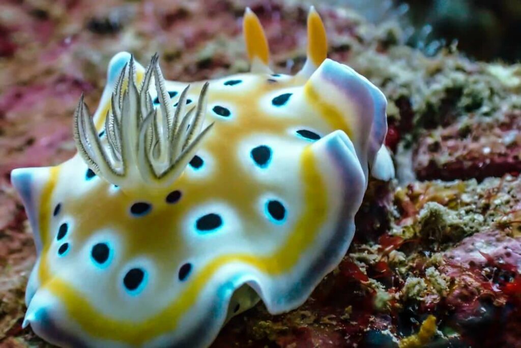 Photo Kindly Provided by Princess Divers A colorful nudibranch sits on a coral reef at Bida Nai dive site