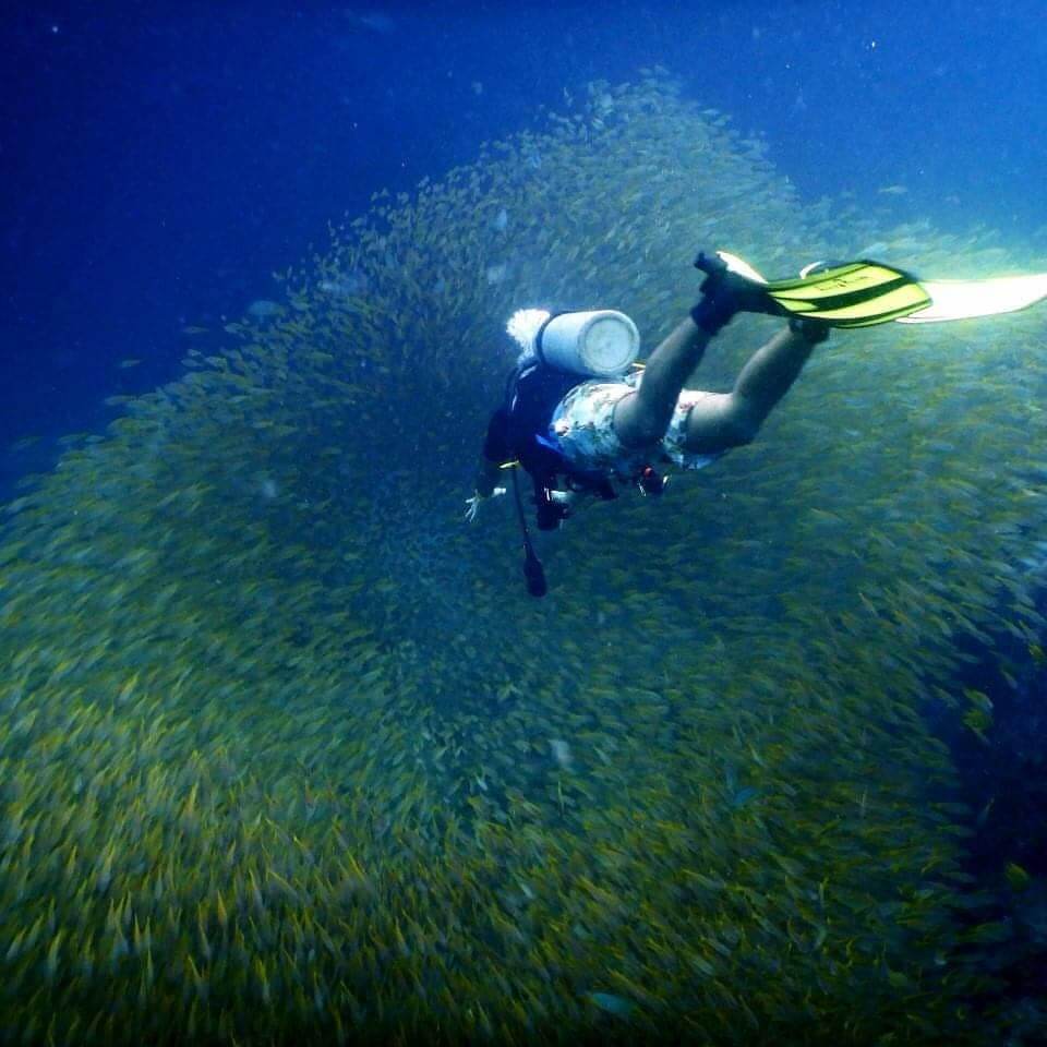 Photo Kindly Provided by Princess Divers A scuba diver swims into a school of yellow snapper at Bida Nok dive site