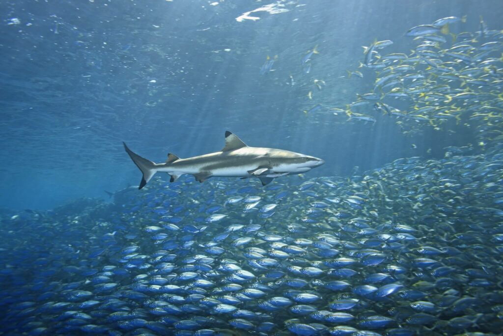 Photo Kindly Provided by Princess Divers Black tip reef shark swims among yellow snapper at Bida Nok dive site