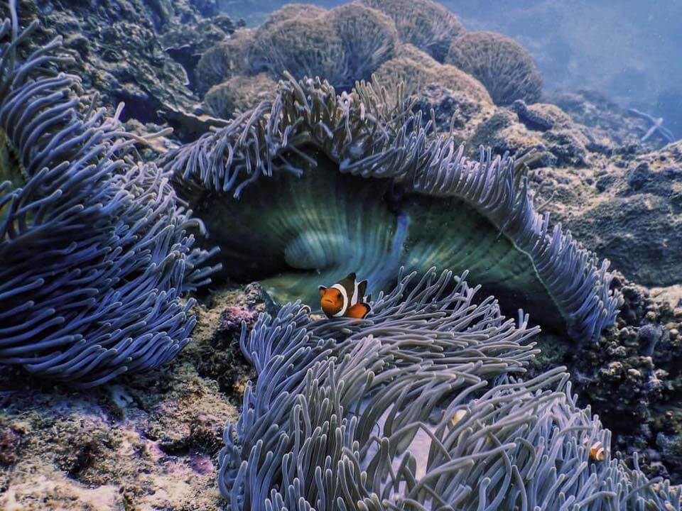 Photo Kindly Provided by Princess Divers A clownfish swims through purple anemones at Garang Heng dive site - Koh Phi Phi, Thailand