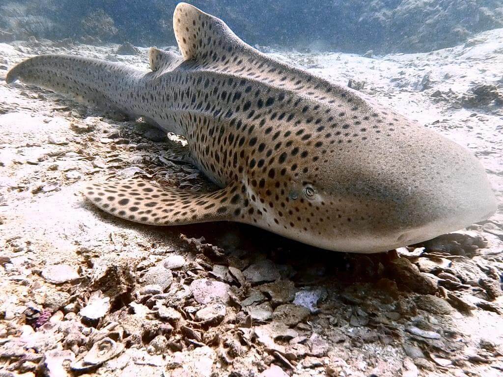 Photo Credit: Anna Kruse (IG: AnnaUnderTheSea) A leopard shark sits on the sea floor at Garang Heng dive site off Koh Phi Phi