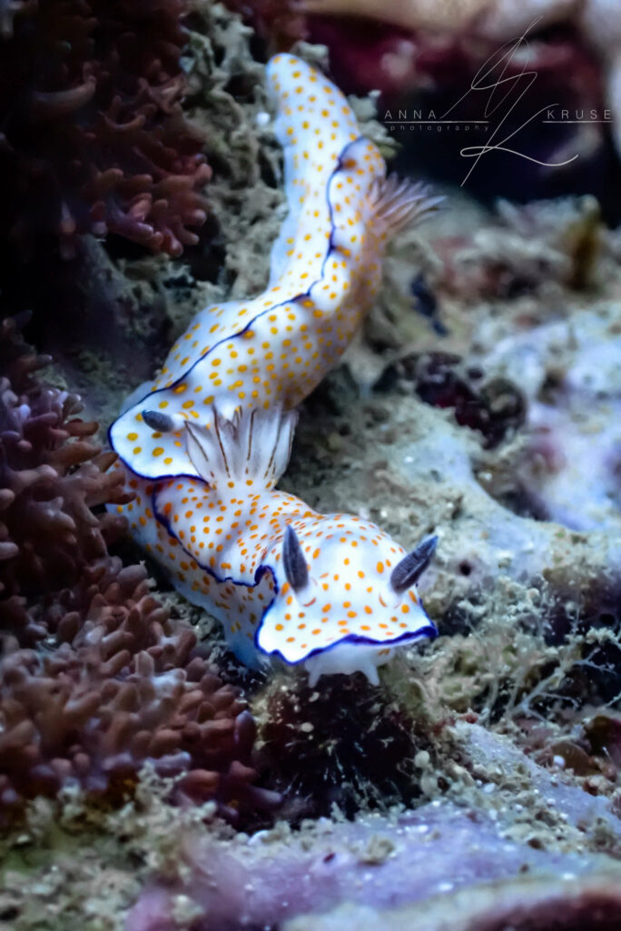 Photo Credit: Anna Kruse (IG: AnnaUnderTheSea)
Macro photography of a rare nudibranch