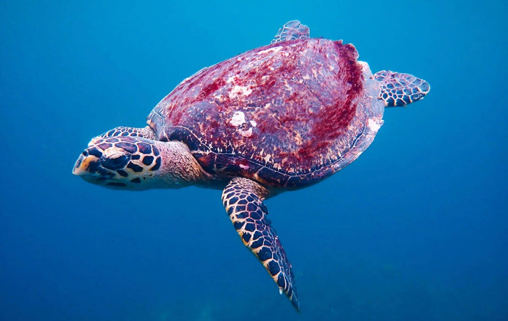 Photo Kindly Provided by Princess Divers A hawksbill sea turtle swims at Malong dive site