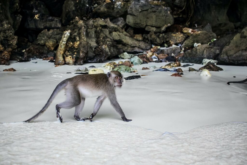 A monkey walks along the shore at Monkey Beach A monkey walks along the shore at Monkey Beach