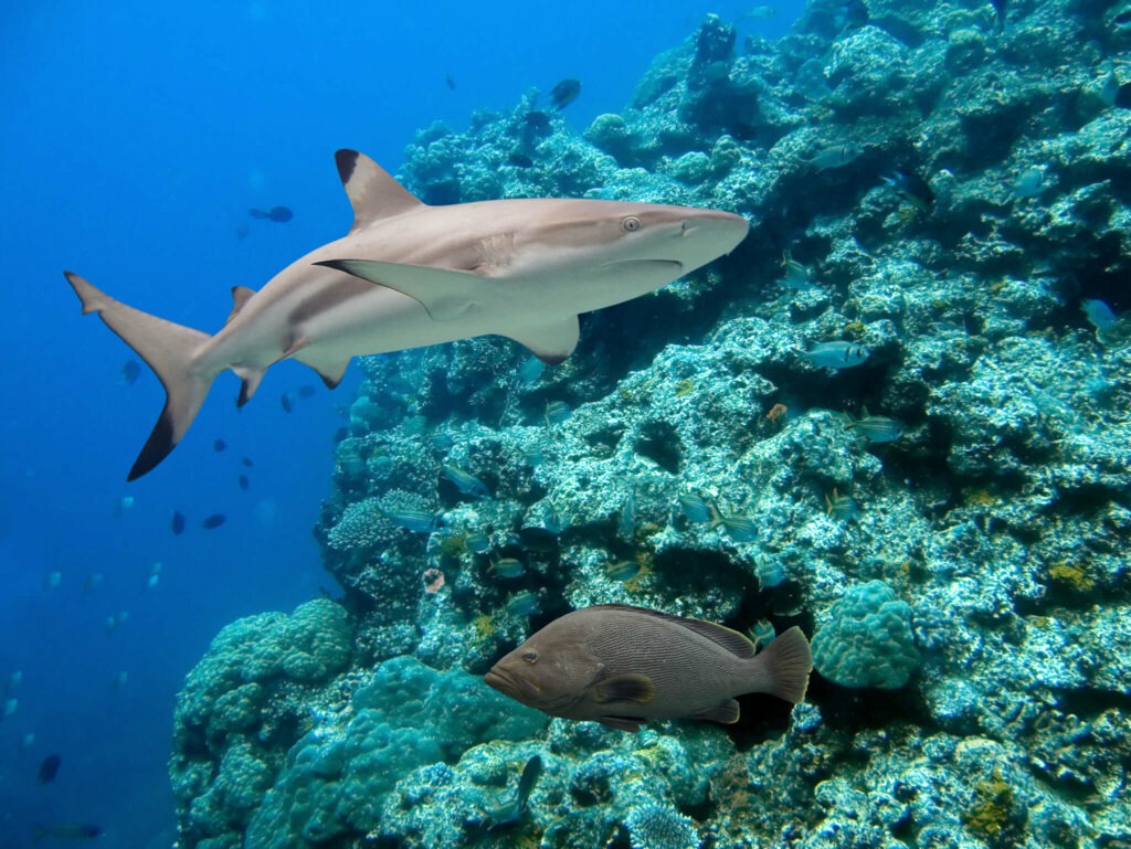 Photo Kindly Provided by Princess Divers A blacktip reef shark swims along a wall at Palong dive site