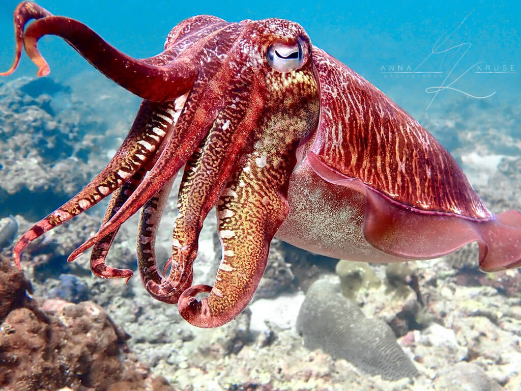 Photo Credit: Anna Kruse (IG: AnnaUnderTheSea) Red cuttlefish swims over a coral reef