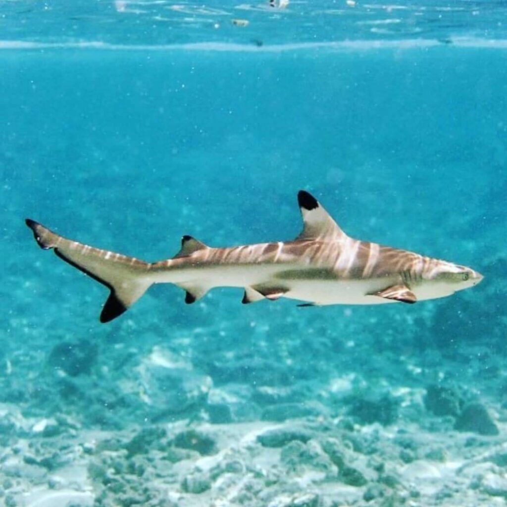 Photo Kindly Provided by Princess Divers Blacktip reef shark swims at Shark Point
