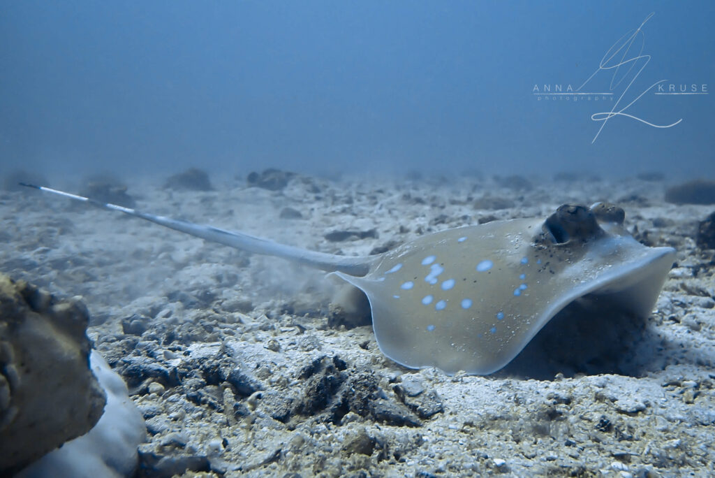Photo Credit: Anna Kruse (IG: AnnaUnderTheSea) Blue spotted stingray in the sand