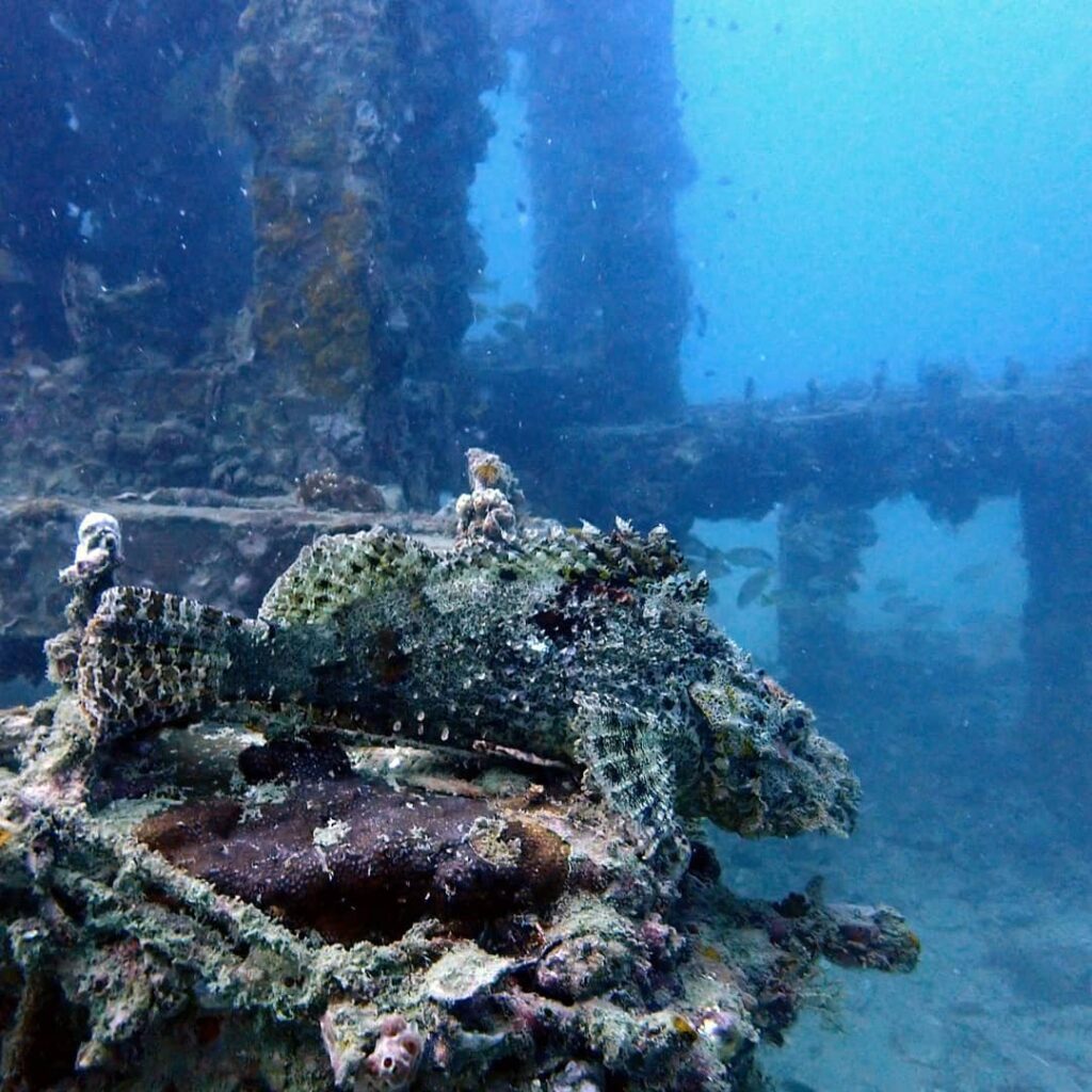 Photo Kindly Provided by Princess Divers A scorpionfish blends in with the coral at Viking Cave dive site