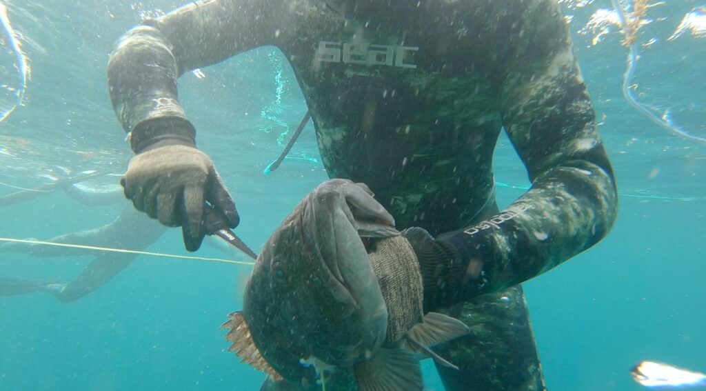 Releasing a fish from a spearfishing line Releasing a fish from a spearfishing line