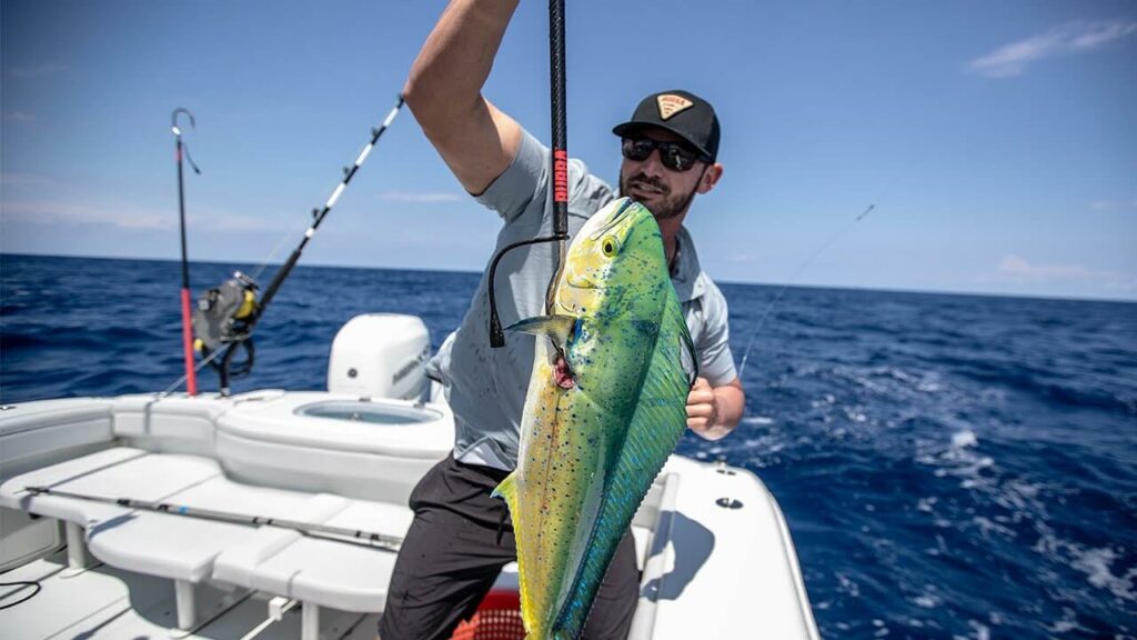 Man holds a fishing gaff with a mahi-mahi tuna Man holds a fishing gaff with a mahi-mahi tuna