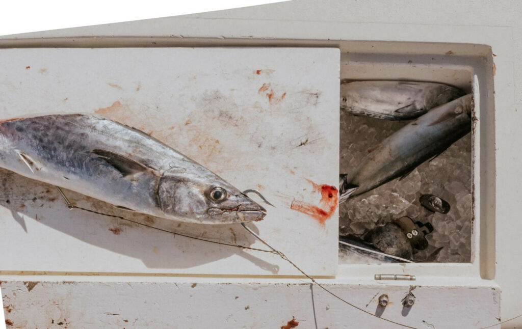 Fish being dispatched and placed into a cooler Fish being dispatched and placed into a cooler