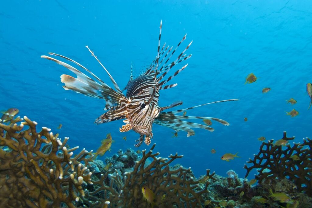 Red and white lionfish swims above a coral reef Red and white lionfish swims above a coral reef