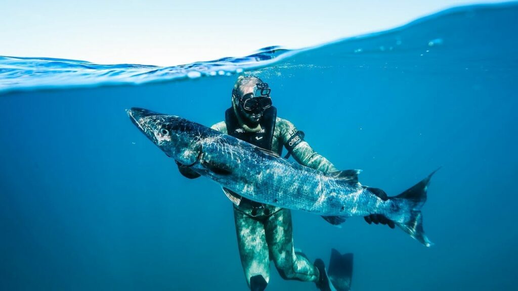 Someone catches a barracuda while spearfishing Someone catches a barracuda while spearfishing