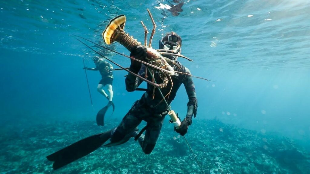 Spear-fisher catches a lobster with a pole-spear on a reef Spear-fisher catches a lobster with a pole-spear on a reef