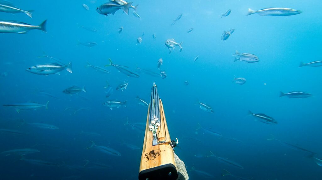 Swimming with a spear-gun underwater Swimming with a spear-gun underwater