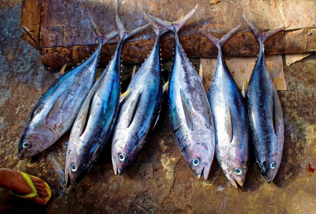 Tuna fish targeted and caught while fishing Tuna fish targeted and caught while fishing