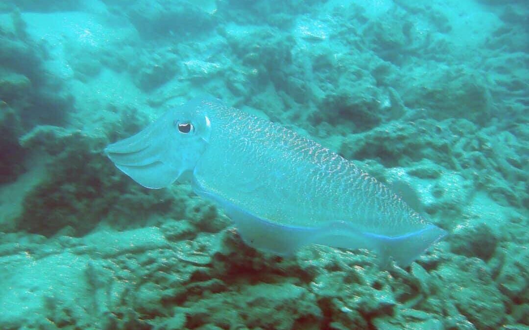 Colorless cuttlefish swims near the seafloor Colorless cuttlefish swims near the seafloor