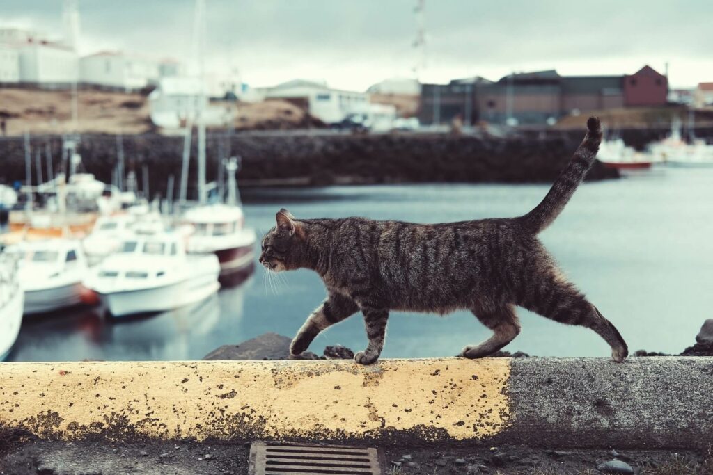 A cat strolls along the edge of a pier at a boat harbor A cat strolls along the edge of a pier at a boat harbor