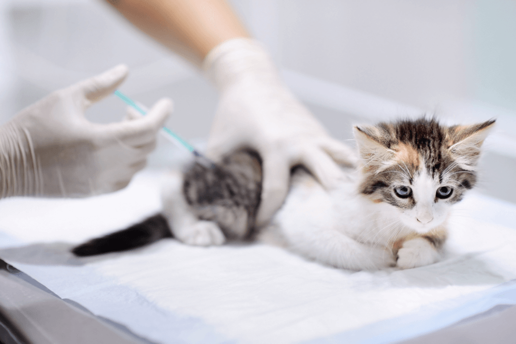 A white and grey baby cat receiving a rabies vaccination by a veterinarian A white and grey baby cat receiving a rabies vaccination by a veterinarian