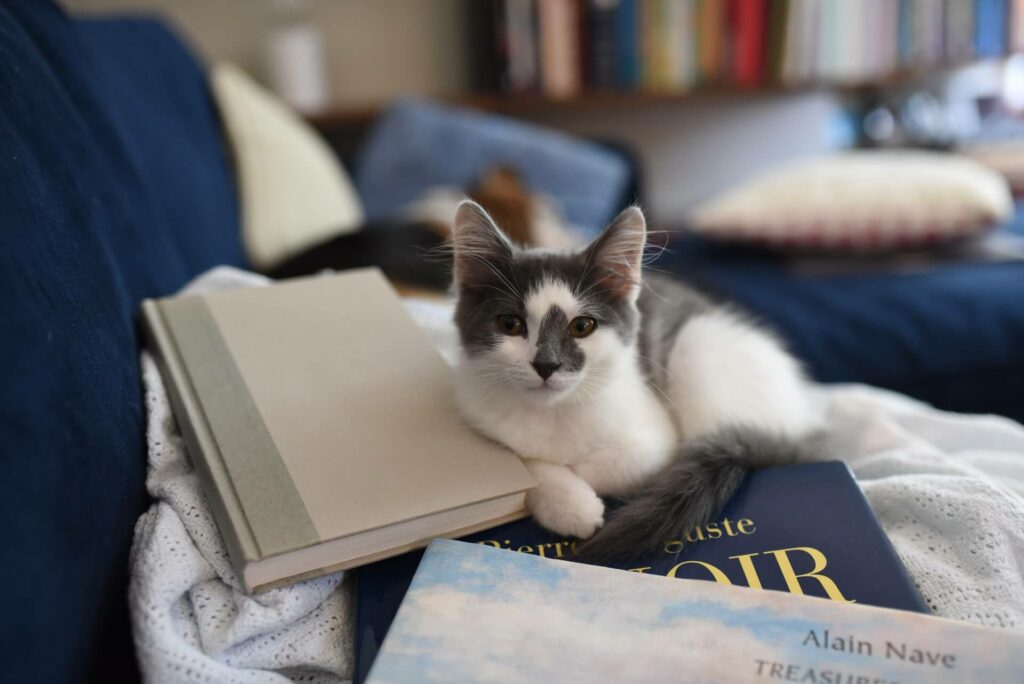 A small white and grey cat resting on books A small white and grey cat resting on books