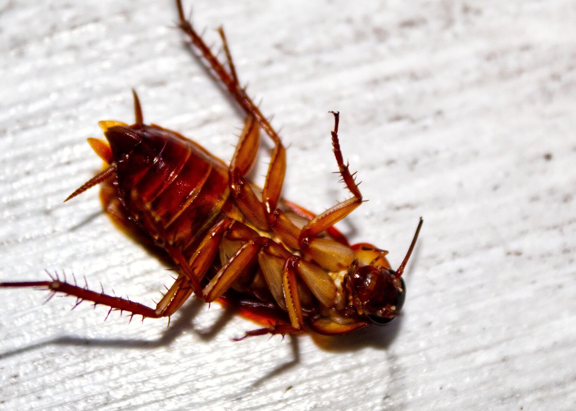 cockroaches boat pest killed cockroaches boat pest killed