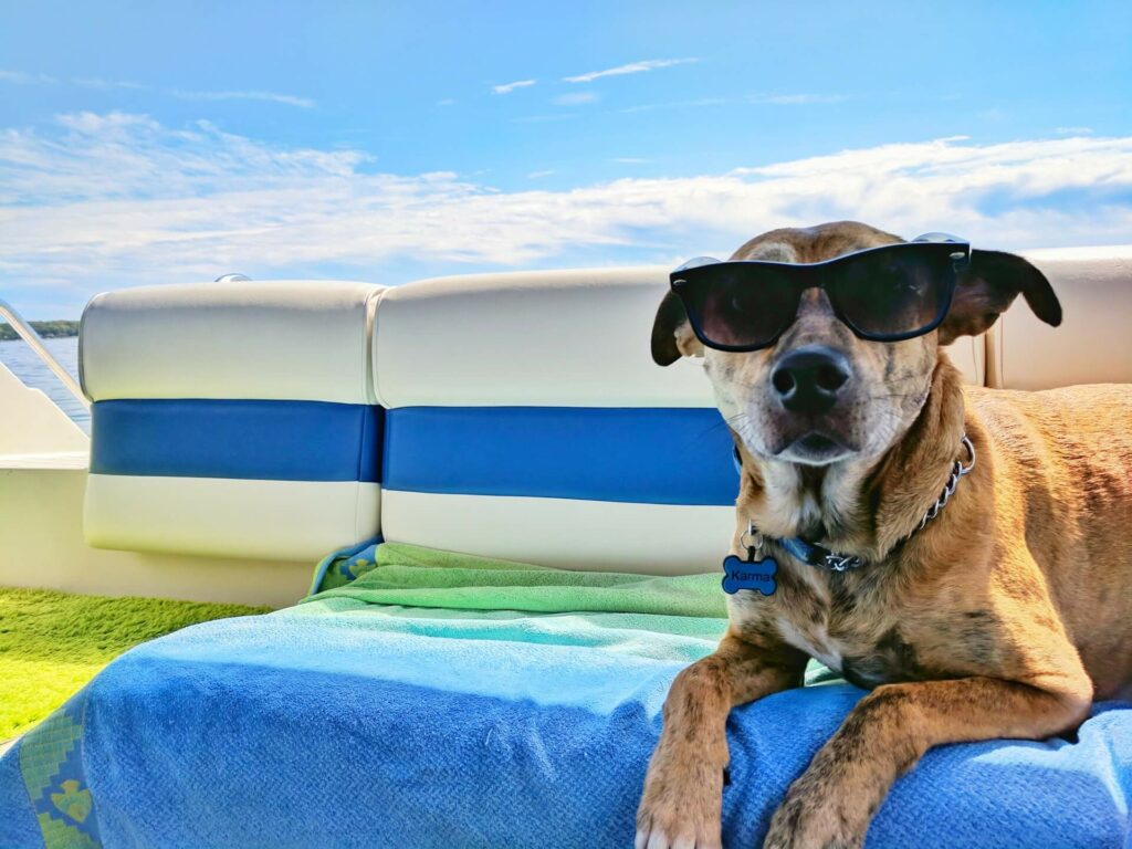 A dog wearing sunglasses on the deck of a boat A dog wearing sunglasses on the deck of a boat