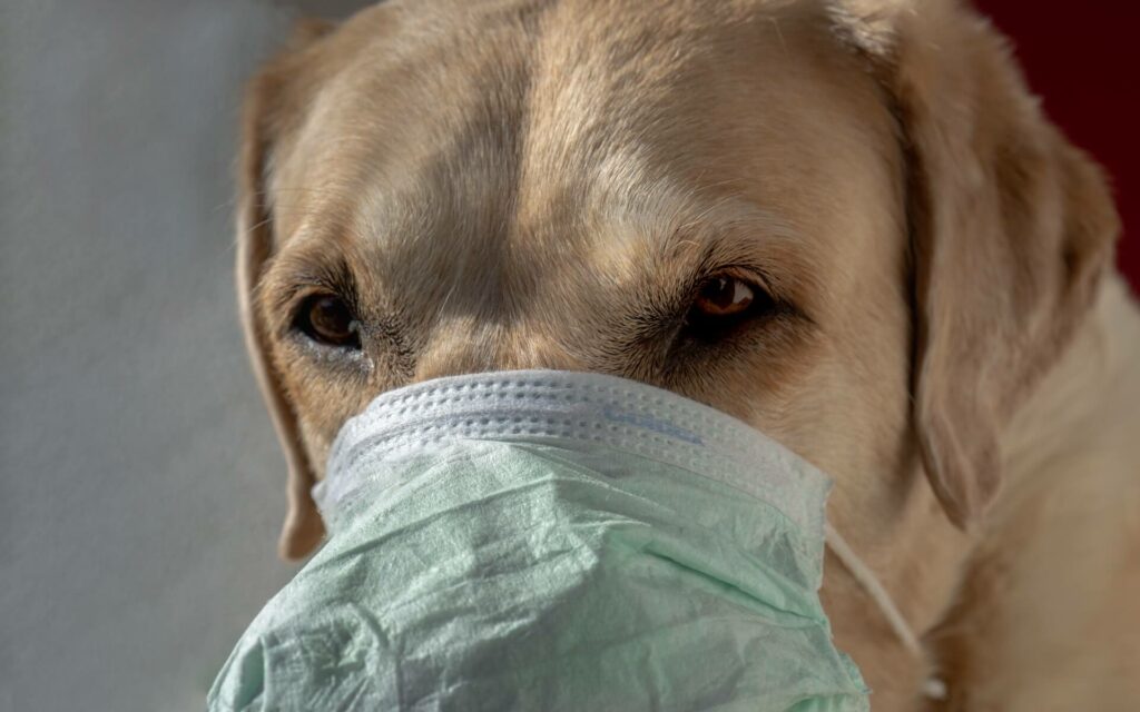 Sick dog wearing a facemask Sick dog wearing a facemask