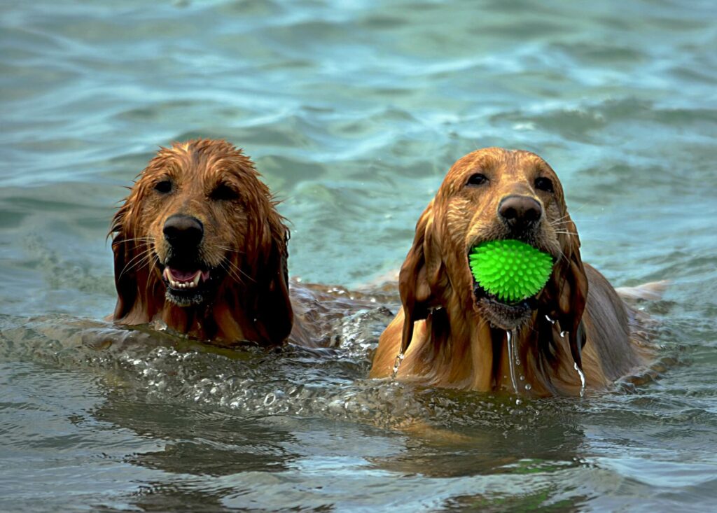 Two golden retrievers playing fetch at sea Two golden retrievers playing fetch at sea