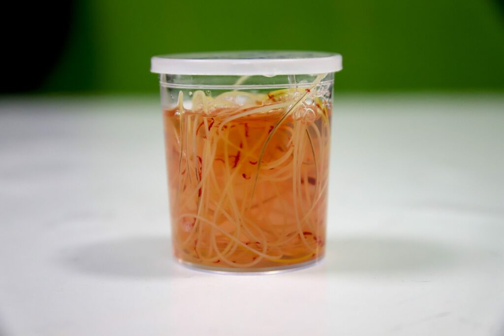 A jar of heartworms removed from a dog A jar of heartworms removed from a dog