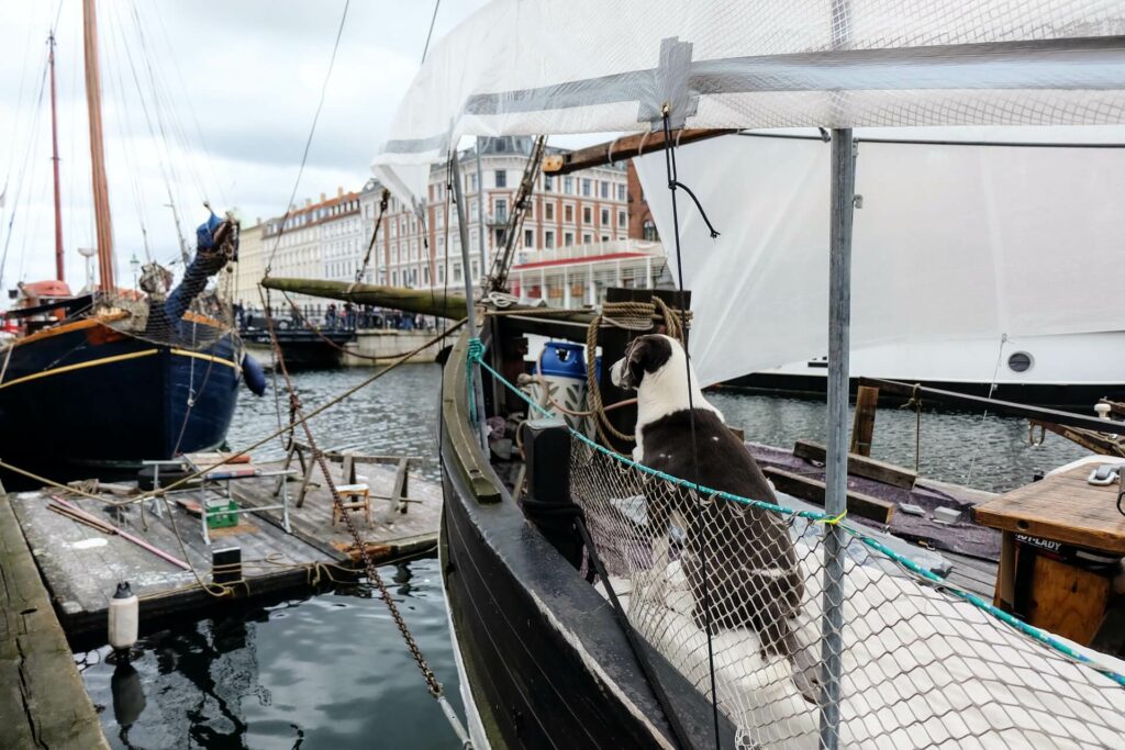 A large dog sits on the deck of a sailboat with a perimeter fence installed for safety A large dog sits on the deck of a sailboat with a perimeter fence installed for safety