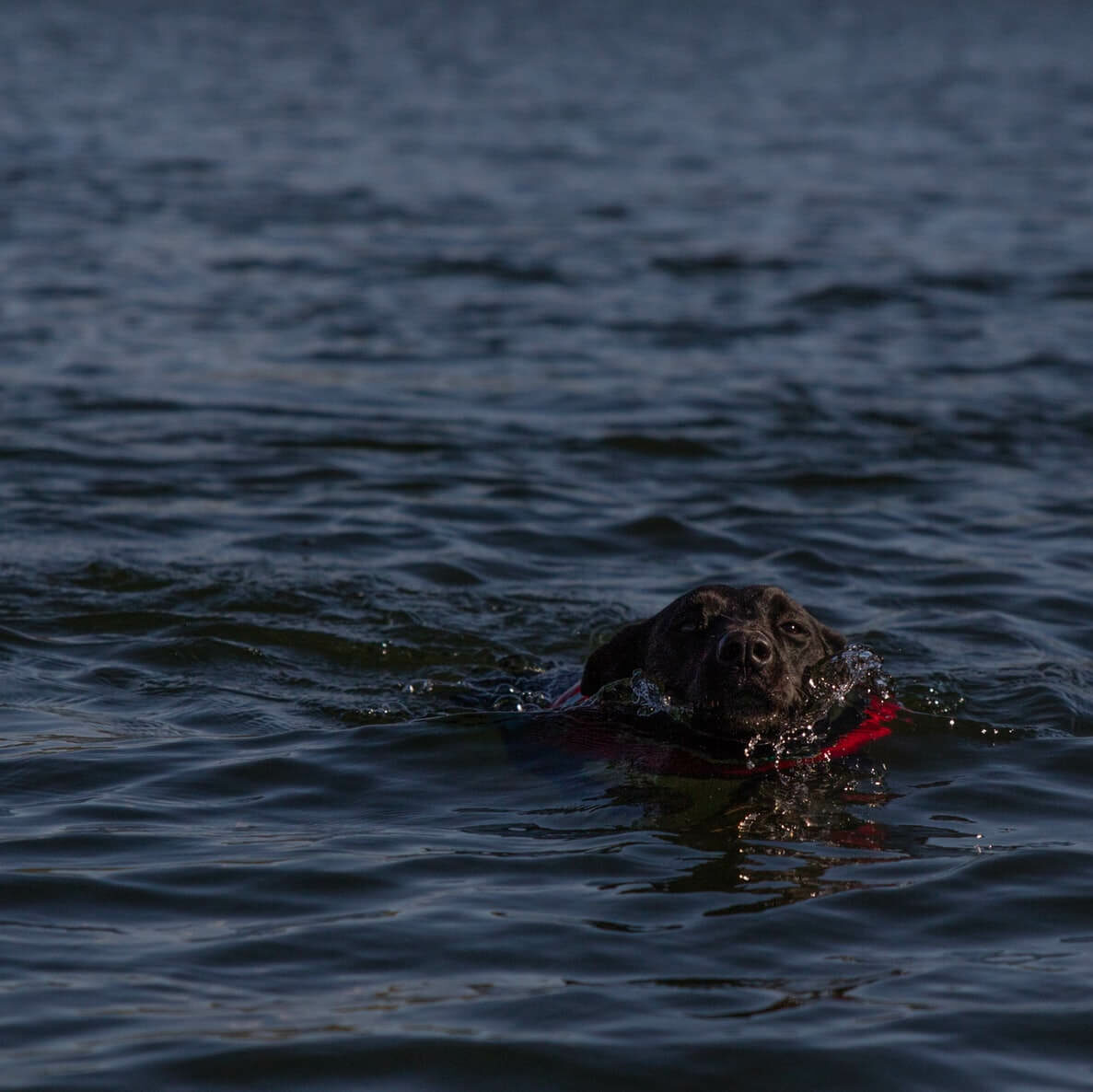 A dog swimming overboard in the ocean A dog swimming overboard in the ocean