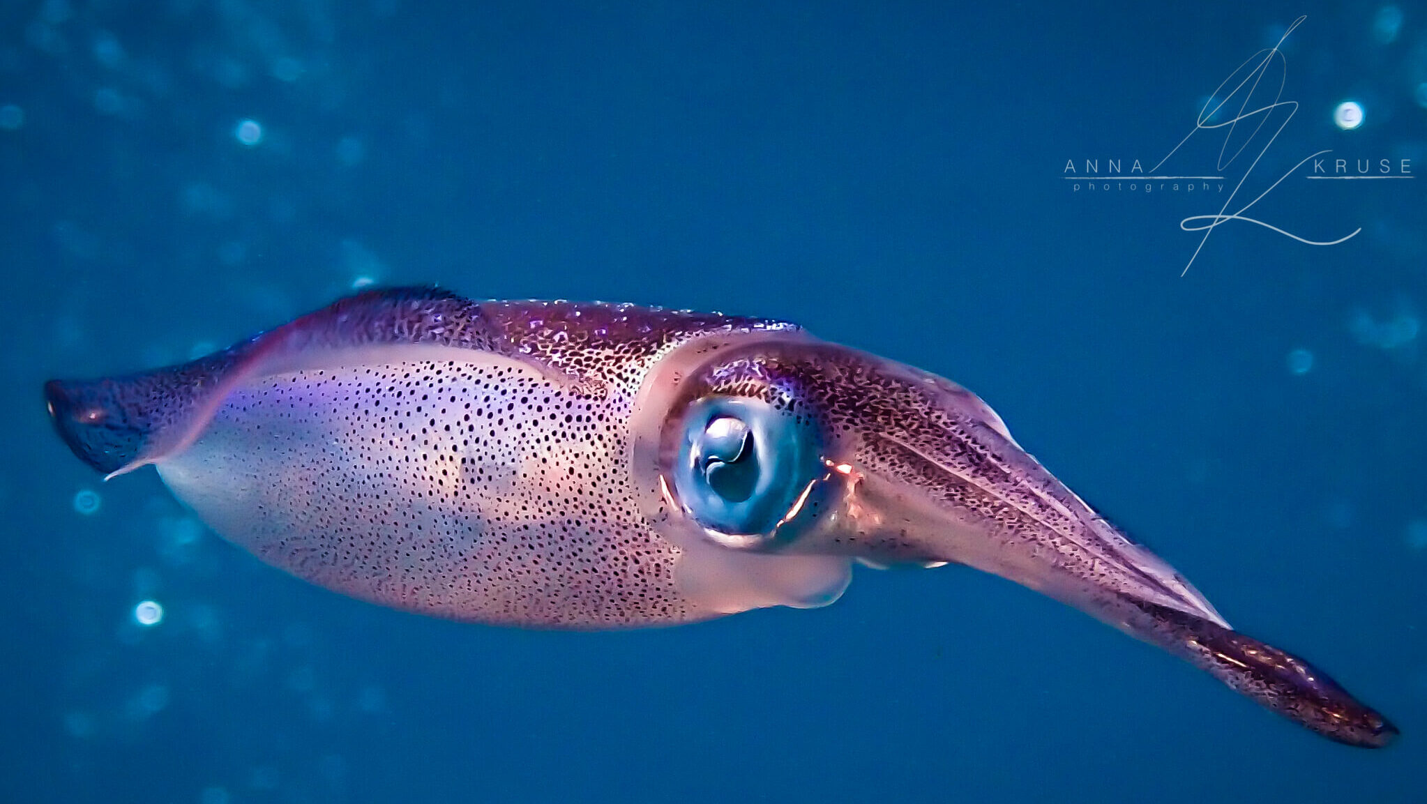 Photo Credit: Anna Kruse (IG: AnnaUnderTheSea) Colorful squid swims solo in the blue