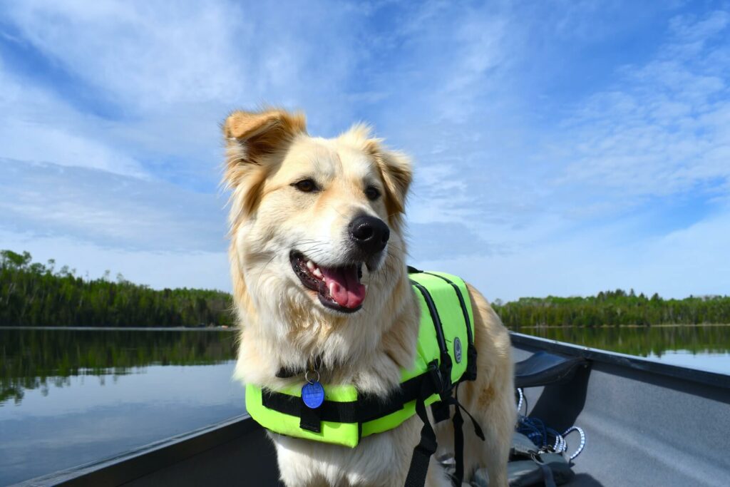 A dog wears a life vest on a canoe in the water A dog wears a life vest on a canoe in the water
