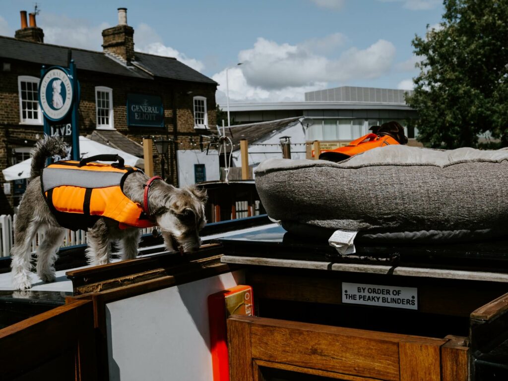 A schnauzer in a life vest on the deck of a sailboat A schnauzer in a life vest on the deck of a sailboat