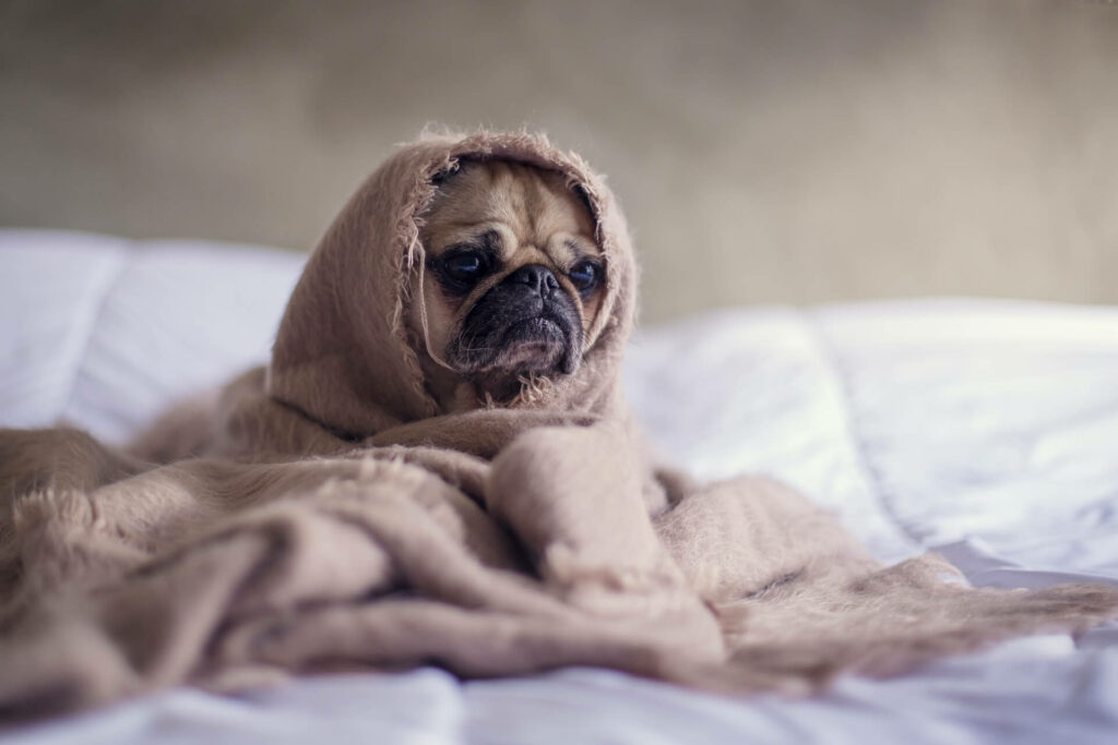 Seasick dog rests while wrapped in a blanket Seasick dog rests while wrapped in a blanket