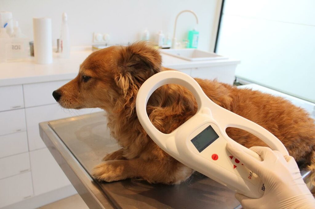 A small dog having it's microchip information scanned by a veterinarian A small dog having it's microchip information scanned by a veterinarian