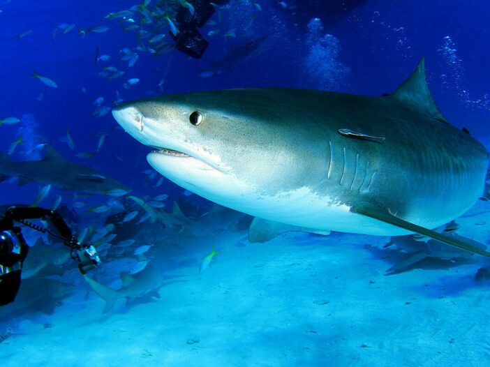 A tiger sharks swims past two scuba divers with underwater cameras at Tiger Beach in Grand Bahama