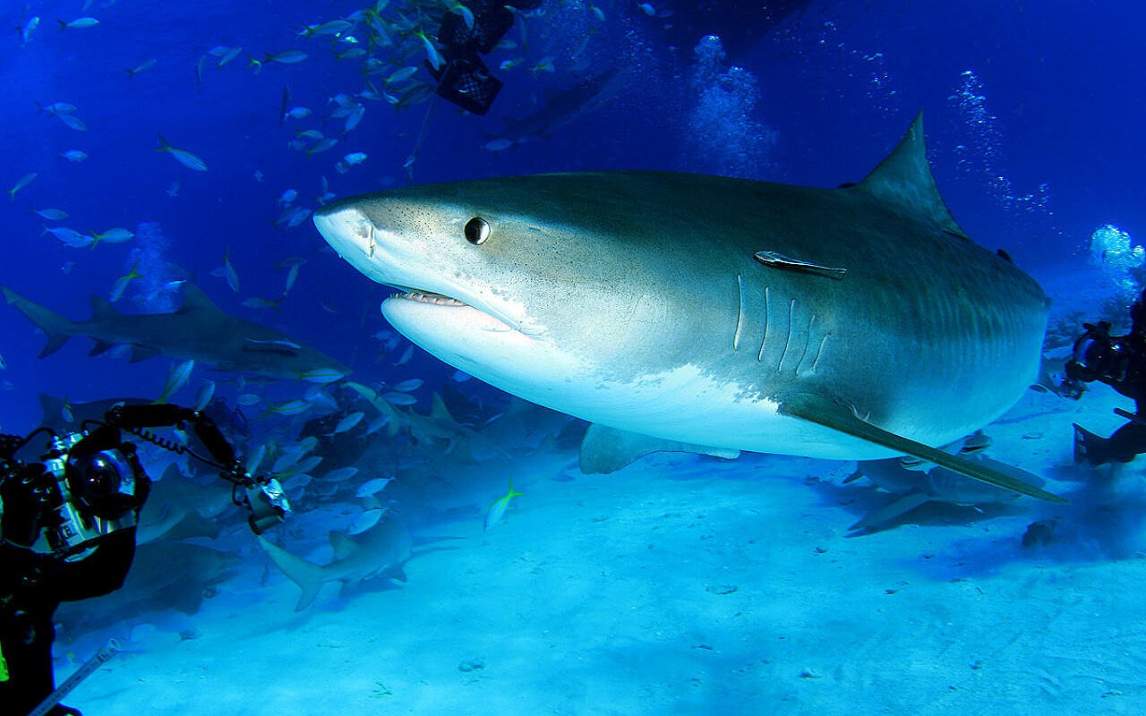 Tiger Shark Diving in the Bahamas A tiger sharks swims past two scuba divers with underwater cameras at Tiger Beach in Grand Bahama