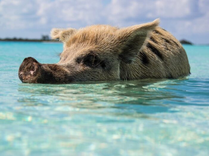 A pig swims in the clear blue waters of Exuma in the Bahamas